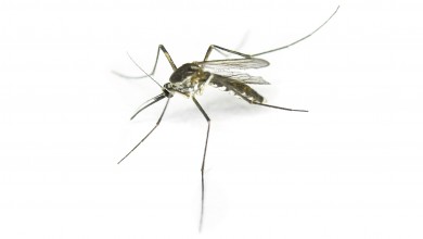 Środki na komary i kleszcze